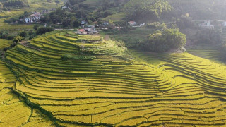 Về vùng cao Tiên Yên ở Quảng Ninh ngắm mùa vàng rực rỡ